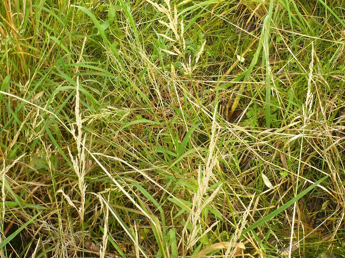 Agrostis stolonifera var. stolonifera (Poaceae)